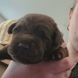 Labrador Retriever Puppies from Silverback Labradors