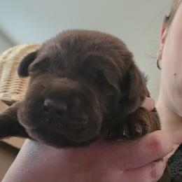 Labrador Retriever Puppies from Silverback Labradors