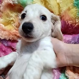 Dachshunds from Hekate's Hounds