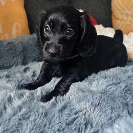 Ebony - Black female Dachshund puppy in Los Angeles, California from Mini Doxies R Us