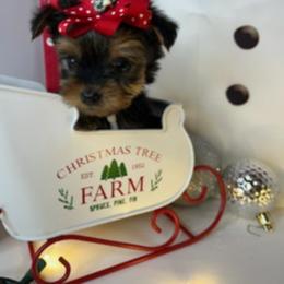 Yorkshire Terrier Puppies from Kruz Kennels