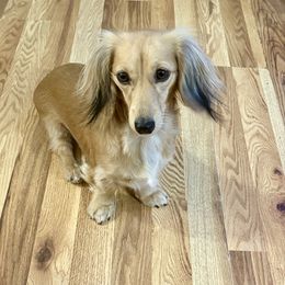 Nilla - Dachshund