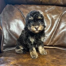 Rice Krispies - Phantom female Bernedoodle puppy in Rose Hill, North Carolina from Red Door Canines