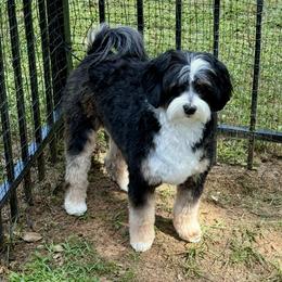 Caitlin - Bernedoodle