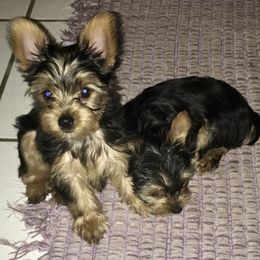 Yorkshire Terrier Puppies from YorkiStars