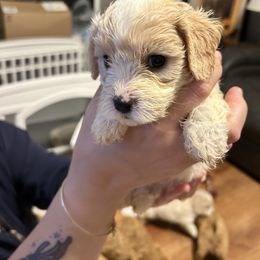 Chip - Blenheim male Cavachon puppy in Southbridge, Massachusetts from Caraid Cavachons