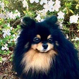 Pomeranians from Lisa's Pomeranians