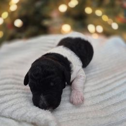 BISCOTTI moyen poodle pup - Parti male Poodle puppy in Milford, Michigan from Cuddley-Poods Moyen poodles