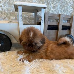 Finch - Red and tan male Shih Tzu puppy in Success, Missouri from Sweet Success