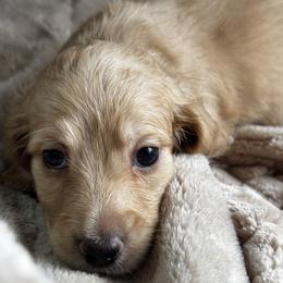 Cream Boy - Cream male Dachshund puppy in Fieldbrook, California from Honeydox Miniature Dachshunds
