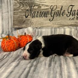 Boy 1 - Black and white male Border Collie puppy in Moody, Texas from Narrow Gate Farm