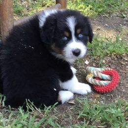 Australian Shepherd Puppies from Howell Aussies