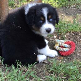 Australian Shepherd Puppies from Howell Aussies