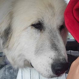 Phoebe - Great Pyrenees
