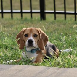Beagle Puppies from Leslie Beagles of Leslie Farm