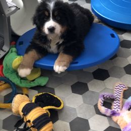 Bernese Mountain Dog and Scottish Terrier Puppies from Defiant