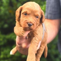 (Grey Collar) Cosmos - Red  male Goldendoodle puppy in Granite Falls Nc, North Carolina from Carolina Goldendoodles