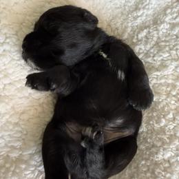 Brock's Miniature Schnauzer - Black male Miniature Schnauzer puppy in Greensburg, Louisiana from Brock’s  Miniature Schnauzers
