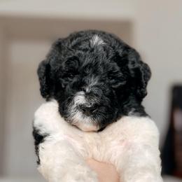 Flare, Girl - Black and white female Bernedoodle puppy in Maricopa, Arizona from Desert Ridge Doodles