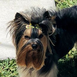 Lucy - Yorkshire Terrier