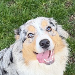 Grace - Australian Shepherd