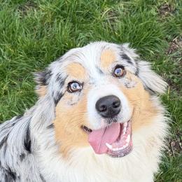 Grace - Australian Shepherd