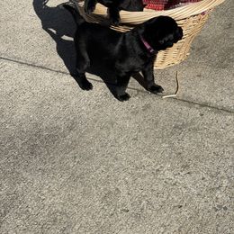 Labrador Retriever Puppies from Marshland Retrievers LLC