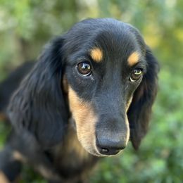 June - Dachshund