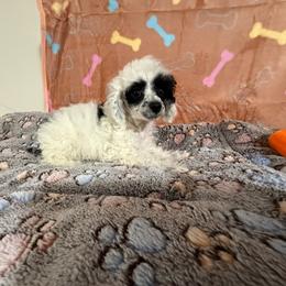 Luna - Parti female Poodle puppy in Pounding  Mill, Virginia from Rosa's Chihuahuas