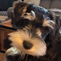 Miniature Schnauzers from Julie Drewnoski's Miniature Schnauzer