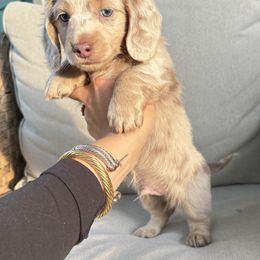 Dachshund Puppies from Boujee Dachshunds