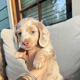 Dachshund Puppies from Boujee Dachshunds
