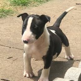 French Bulldog and Miniature Bull Terrier Puppies from Dogs of Dyhar