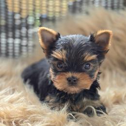 Kiwi - Blue and gold female Yorkshire Terrier puppy in Battle Ground, Washington from Joyful Yorkies