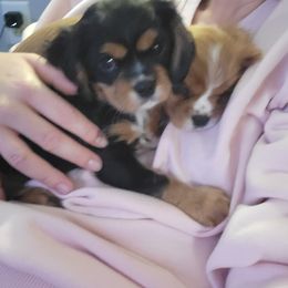 Cavalier King Charles Spaniel Puppies from Penny's from Heaven