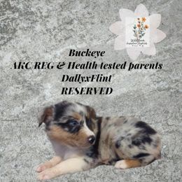 Buckeye - Blue merle male Australian Shepherd puppy in Owego, New York from WildBloom Australian Shepherds