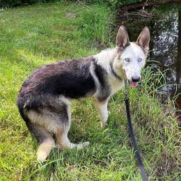 Atlantis - German Shepherd