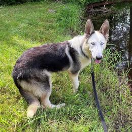 Atlantis - German Shepherd