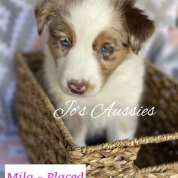 Australian Shepherd Puppies from Jo’s Aussies