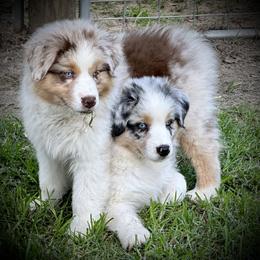 Australian Shepherd Puppies from Smooreaussies