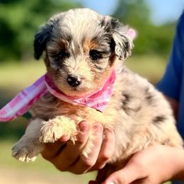 Hazel - Blue merle female Aussiedoodle puppy in Eastman, Georgia from Dood B Ranch