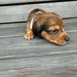 Slinky - Dapple male Dachshund puppy in South Willard, Utah from Doxies in the Sun