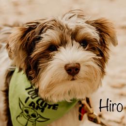 Hiro - Yorkshire Terrier