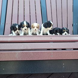 Cavalier King Charles Spaniel puppies from Puddlejumpers