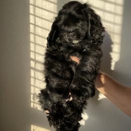 Cocker Spaniel puppies from SassyCockerG
