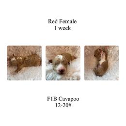 Red female - Red female Cavapoo puppy in Clarksville, Iowa from Iowa Heartland Doodles