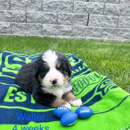 Walter - Dark Blue Collar - Black rust and white male Bernese Mountain Dog puppy in Ravensdale, Washington from Raven Rock Puppies