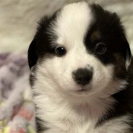 Girl 4 - Black tri Miniature Australian Shepherd puppy in Corydon, Indiana from Arbuckle’s Lookin Good Aussies (LGA)