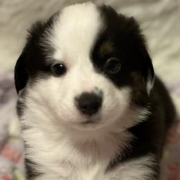 Girl 4 - Black tri Miniature Australian Shepherd puppy in Corydon, Indiana from Arbuckle’s Lookin Good Aussies (LGA)