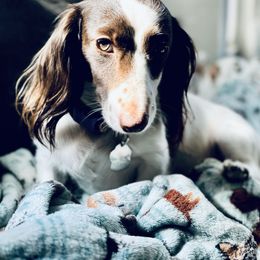 Zinnia - Dachshund